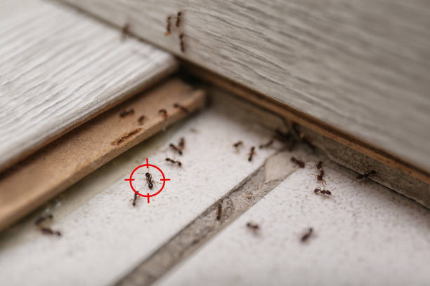 Best Spider Control Near Me  in Lyons, GA