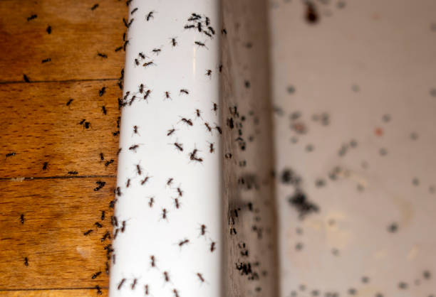 Flea Control Services in Lyons, GA