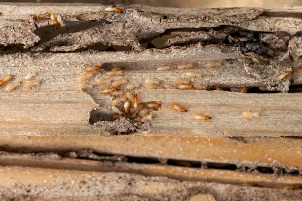 Best Affordable Pest Control Services  in Lyons, GA