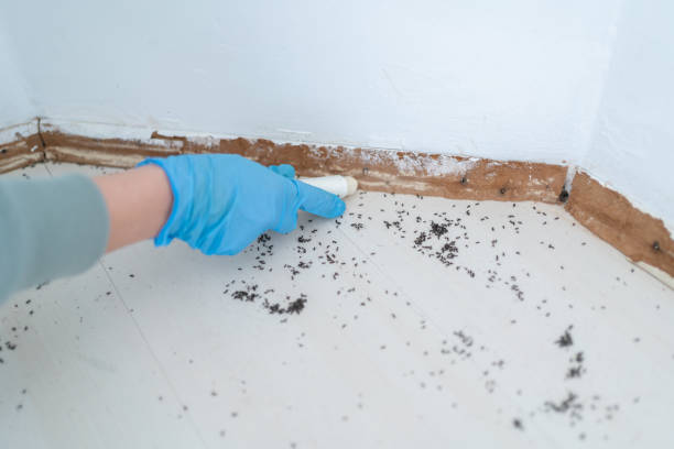 Best Pest Prevention Services  in Lyons, GA